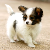 加藤犬猫病院 犬